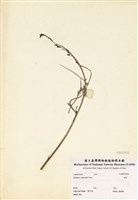 藏品(田菁)的圖片